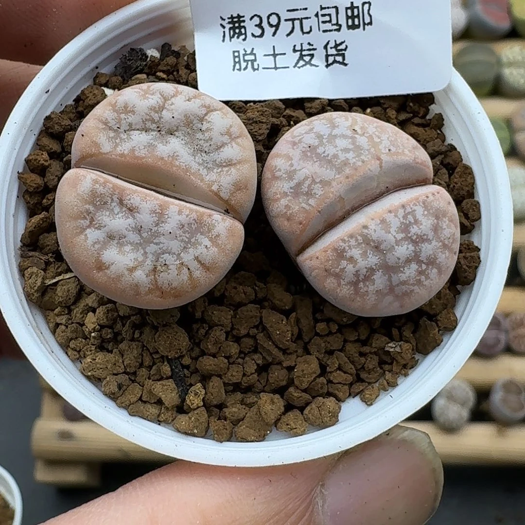 219多肉哈哈哈哈哈哈哈哈