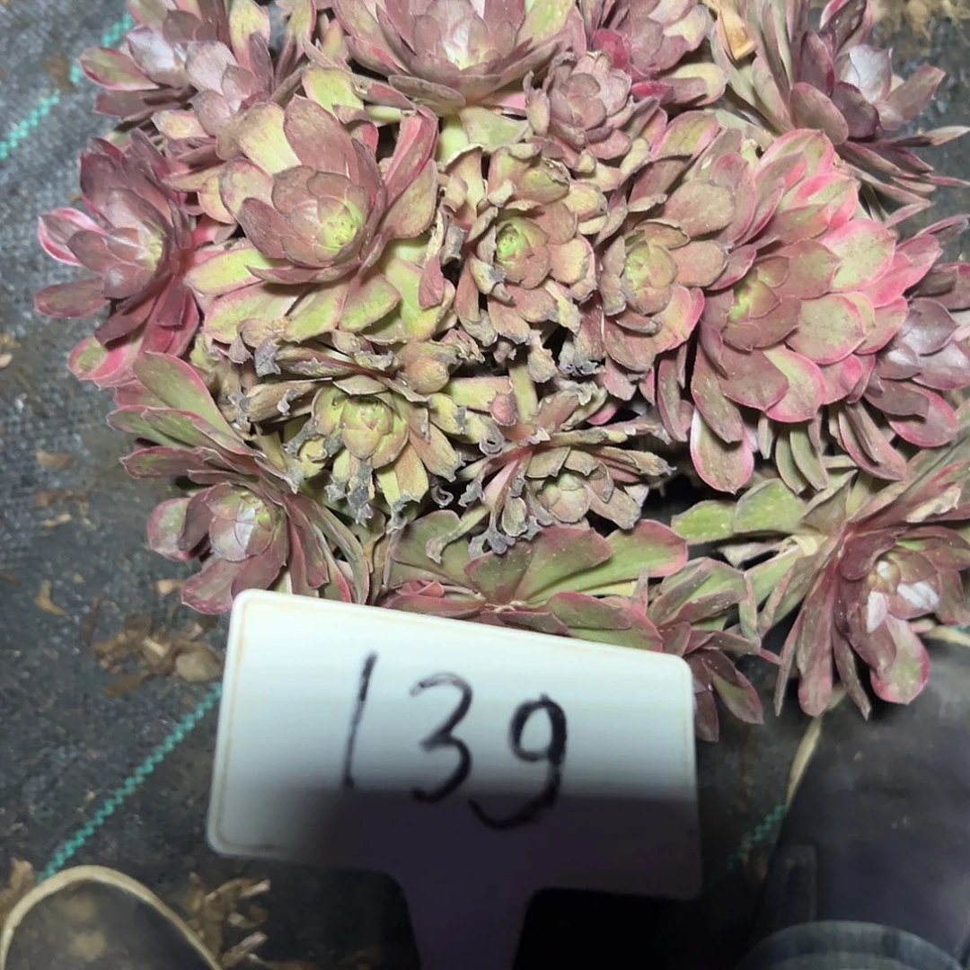 多肉植物万七彩法师139