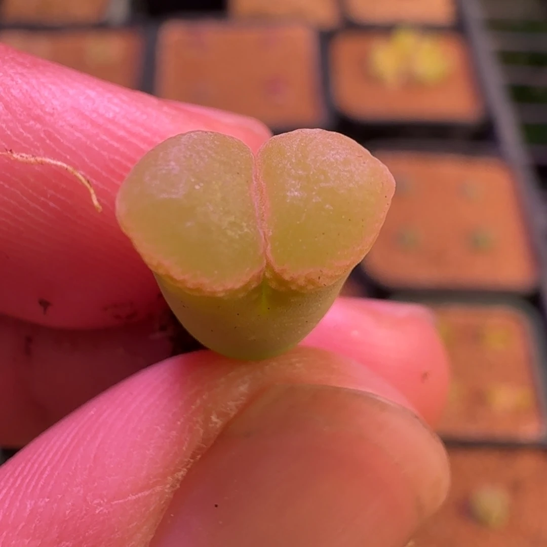 云缦精品番杏22.25粉圈