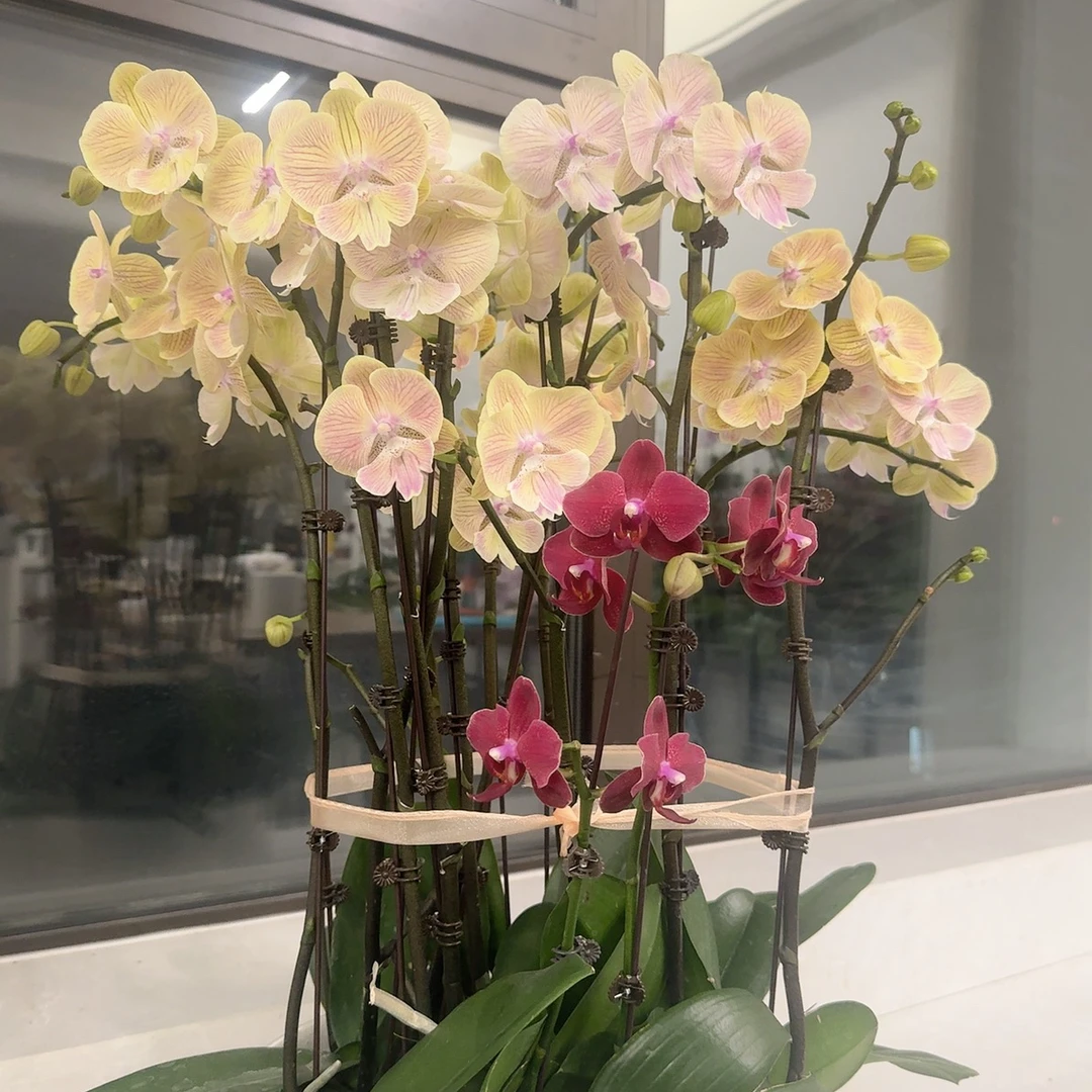 蝴蝶兰实物一物一拍