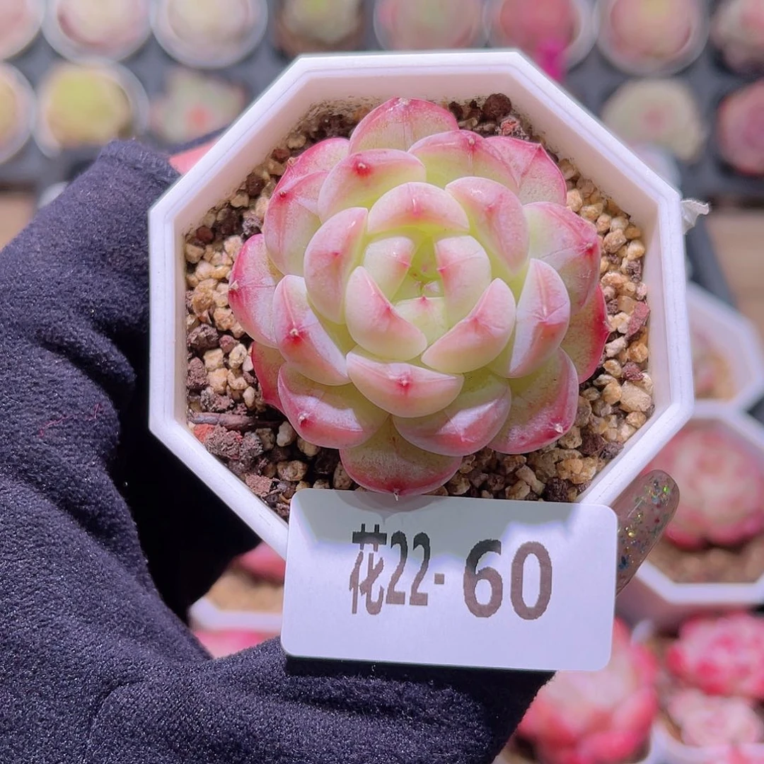 花利美22-60白桃汽水