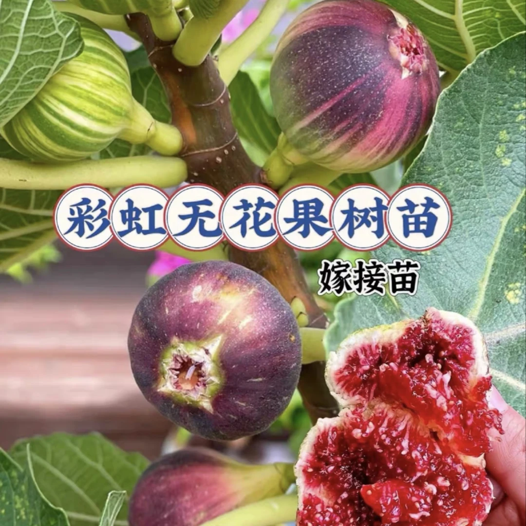 BNR彩虹无花果嫁接苗南北方庭院阳台均可种植盆栽地栽