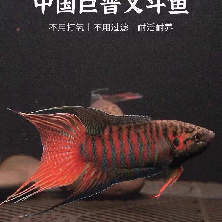 活体观赏鱼中国斗鱼淡水耐养小鱼小型淡水鱼包邮冷水鱼不2打氧气