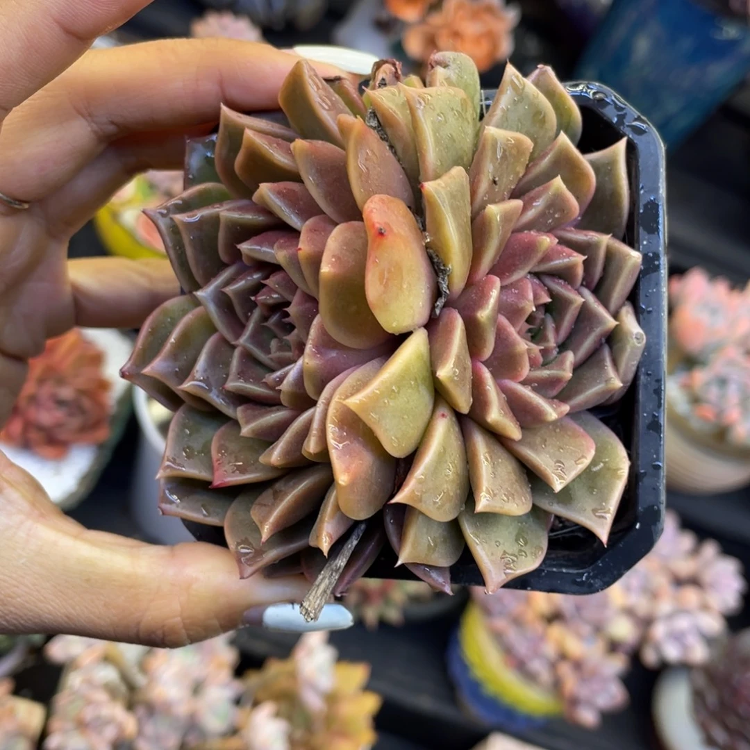 多肉植物盆栽多肉