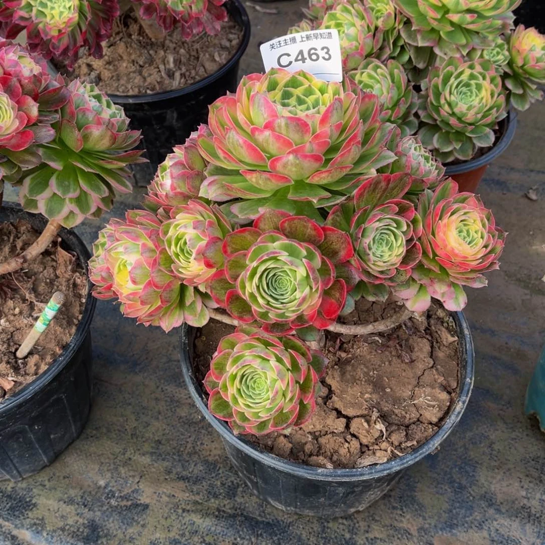 雄****]多肉植物463海王有断枝