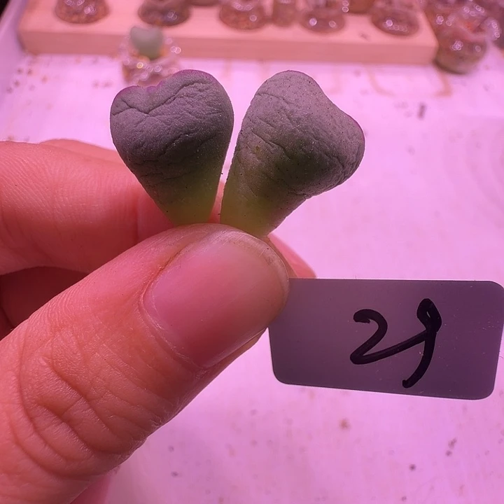 29号，爱心少将2颗，满18包邮