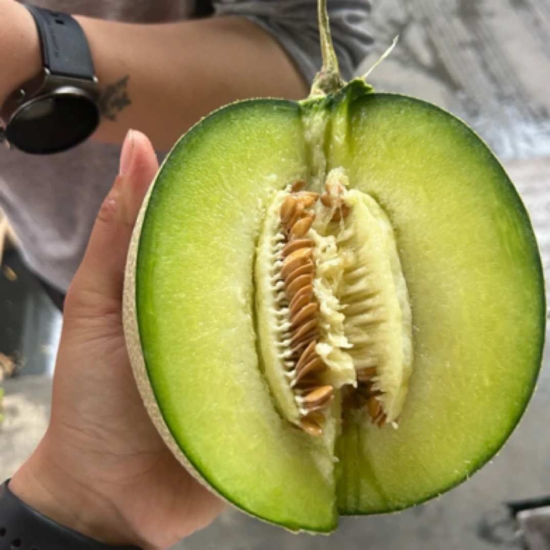 林师傅口口蜜网纹瓜两个装约5-6斤