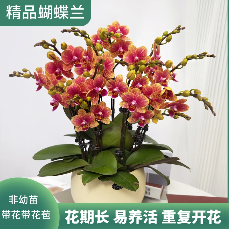 新品年宵花<金蝶年宵花 鲜花绿植 带花带花苞 送人送礼