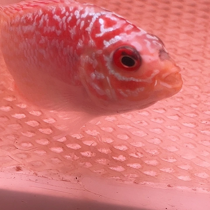 罗汉鱼金花火凤罗汉鱼