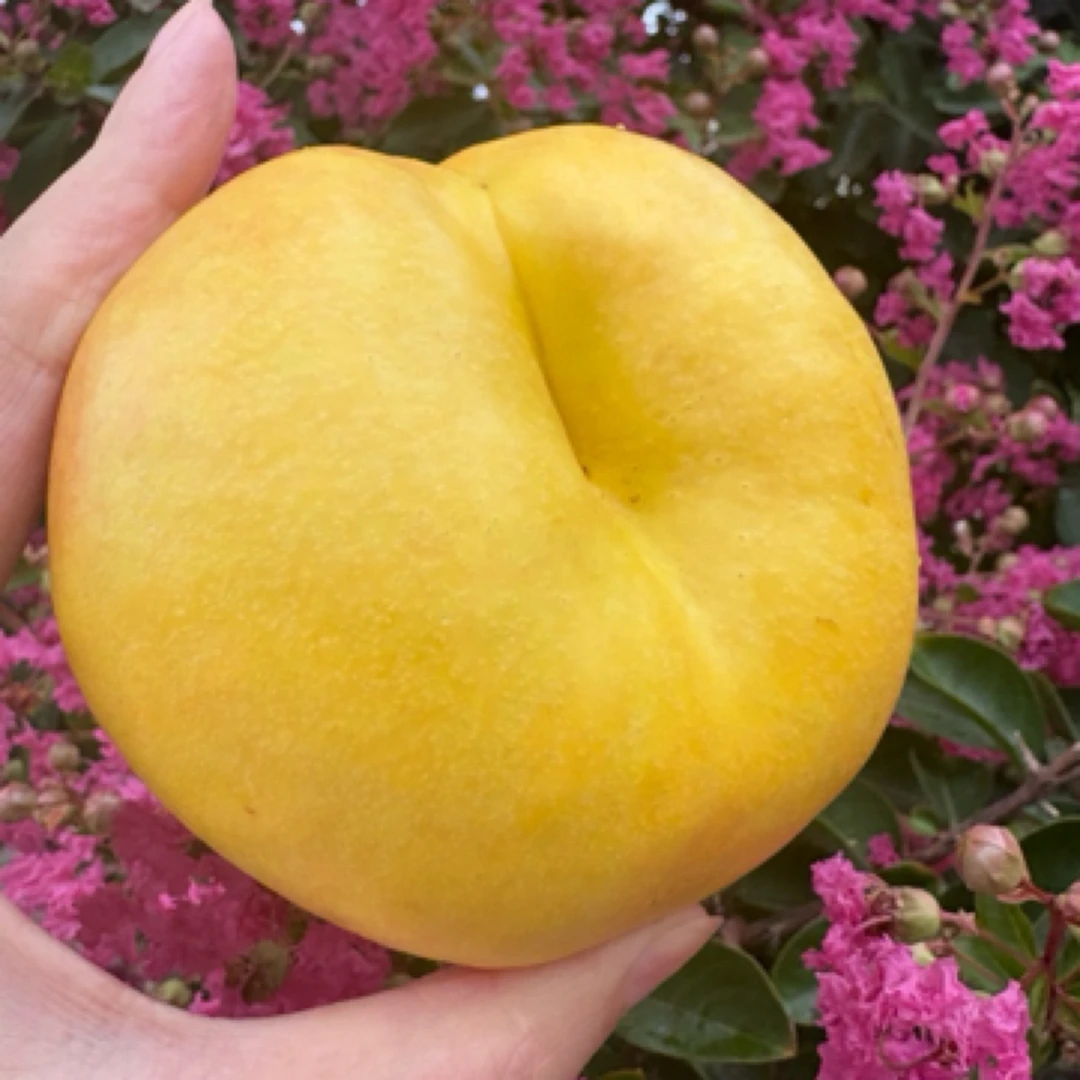 【顺丰包邮】蒙阴蜜桃大黄金蟠桃油蟠桃新鲜应季水果香甜多汁甜