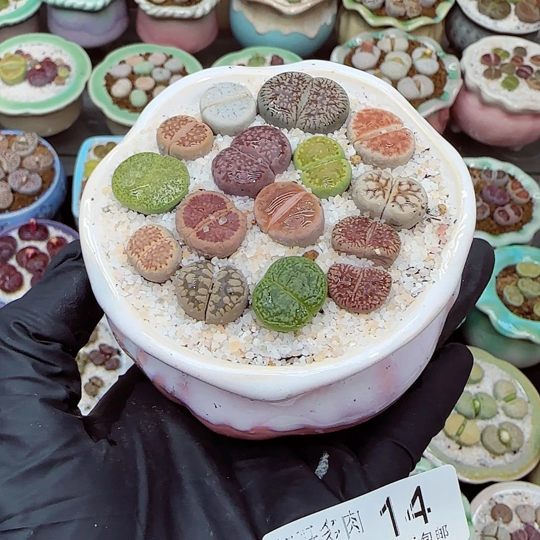 生石花满18包邮1110-14