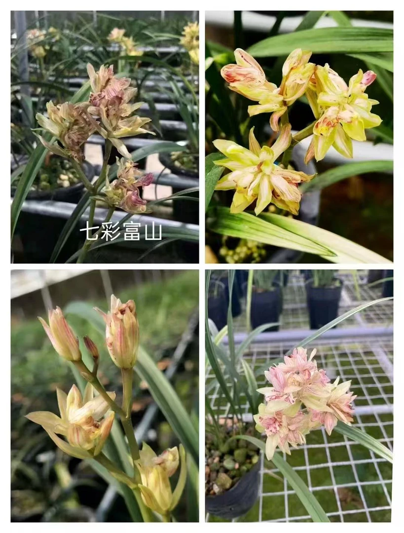 建兰：七彩富山裸根2苗