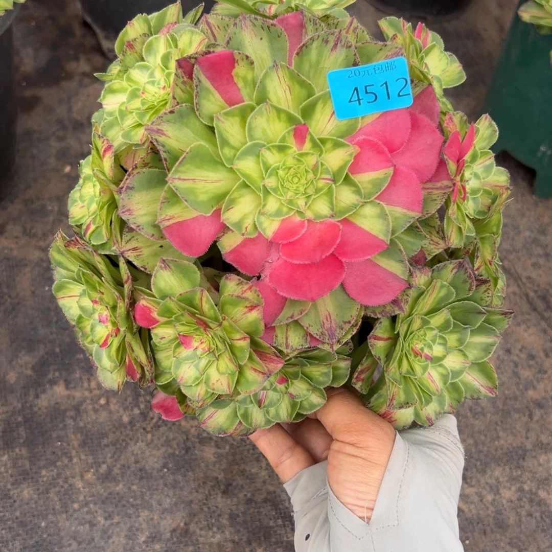 东****）4512知否多肉植物无根