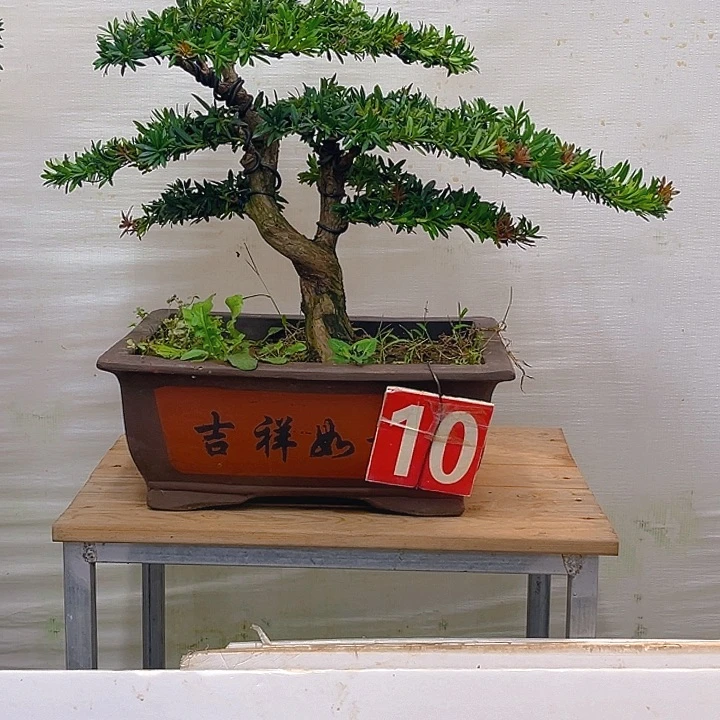 不开花植物10号红芽罗汉松