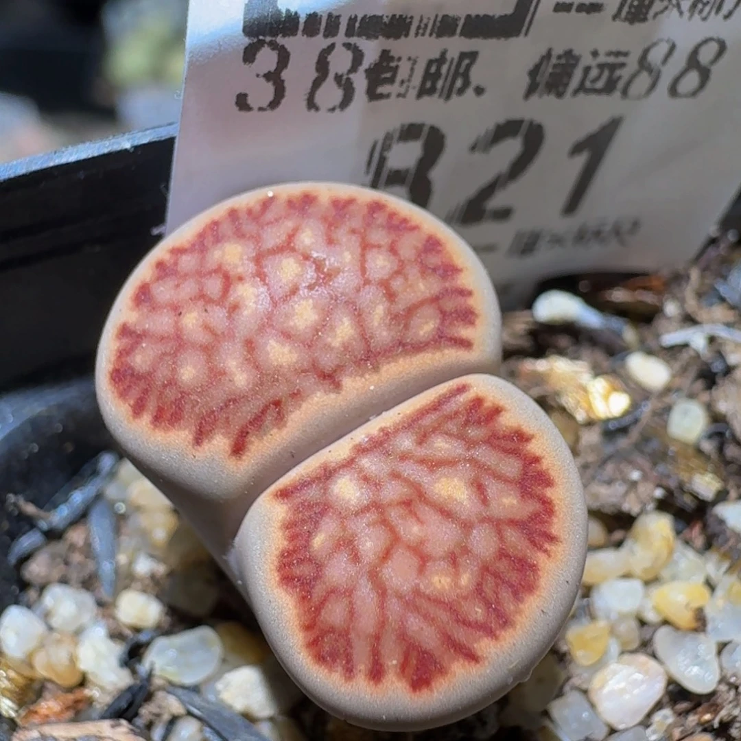 Ssss精品生石花821