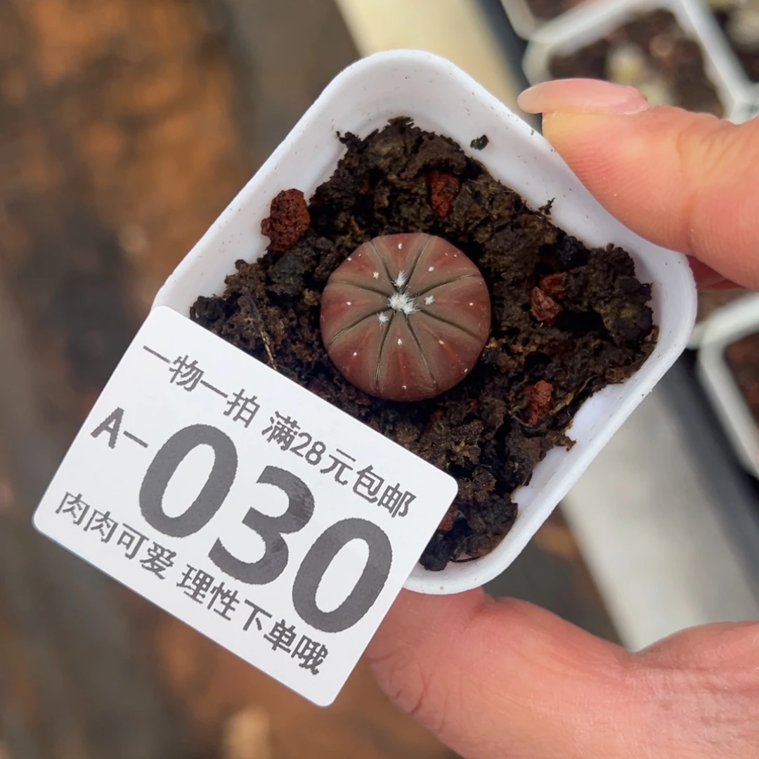 心兜多肉多肉多肉多肉