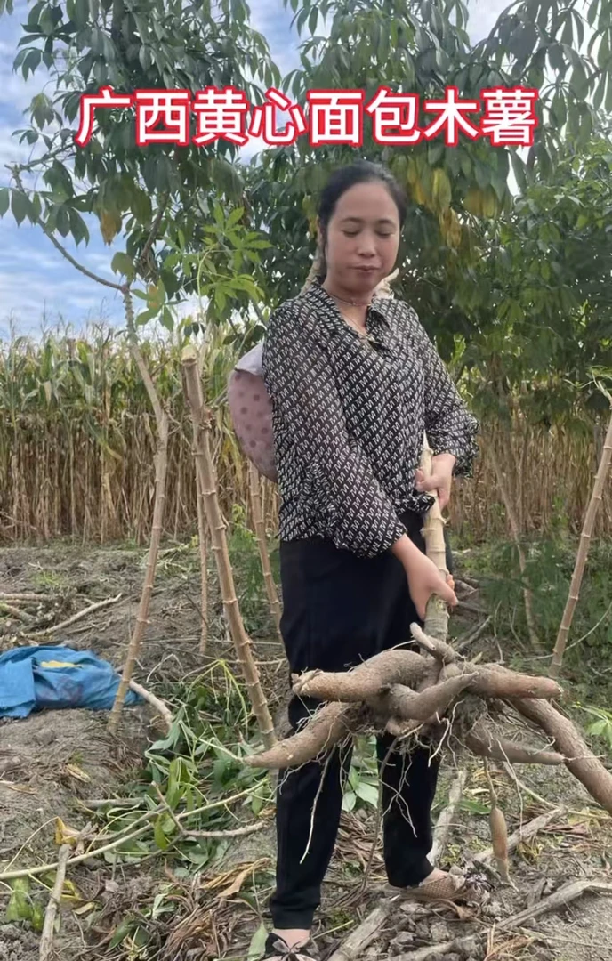 2025新鲜广西现挖黄肉木薯黄心面包木薯现货板栗正宗糖水店同款