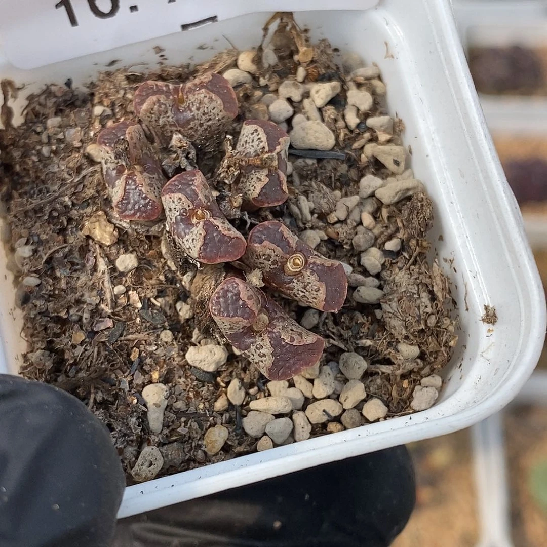 海***子1007-11-超蝶福利。