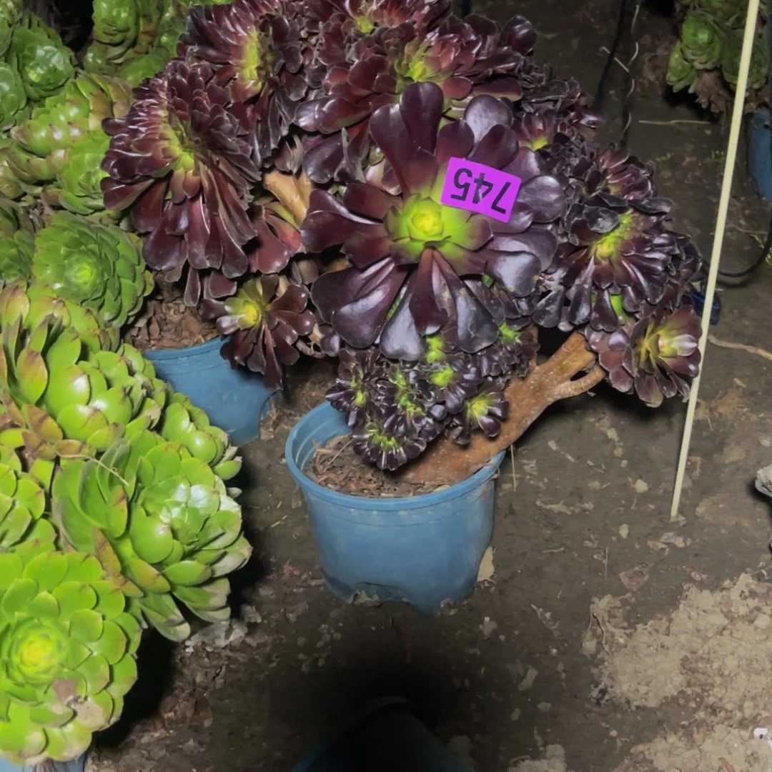 欧紫法师14////8包邮