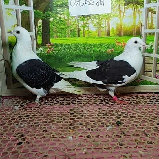 一对黑蝴蝶背种鸽中国大陆散装