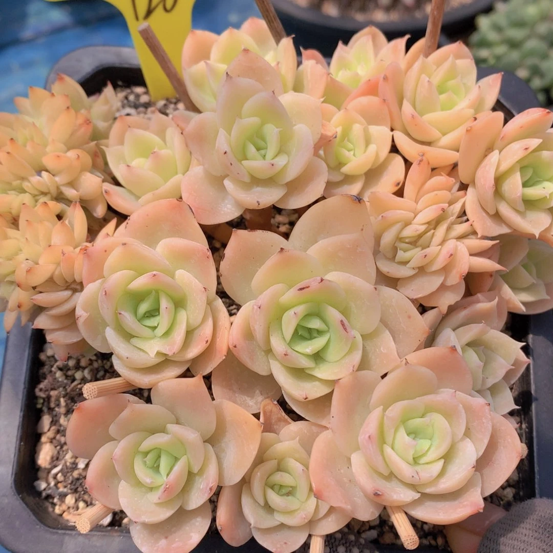 我家的小姐姐们都是我的小可爱