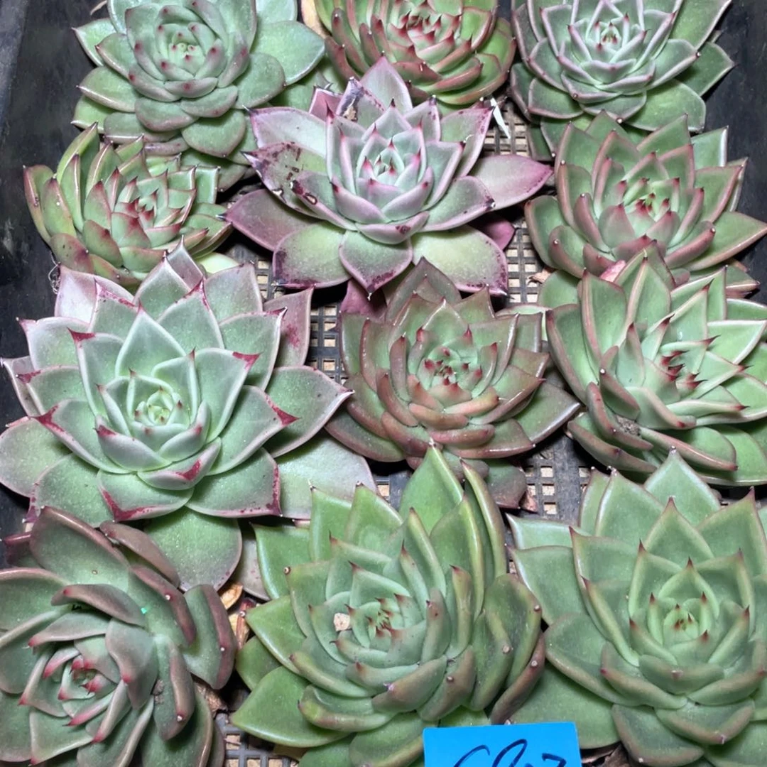 一筐特价福利不售后多肉2837