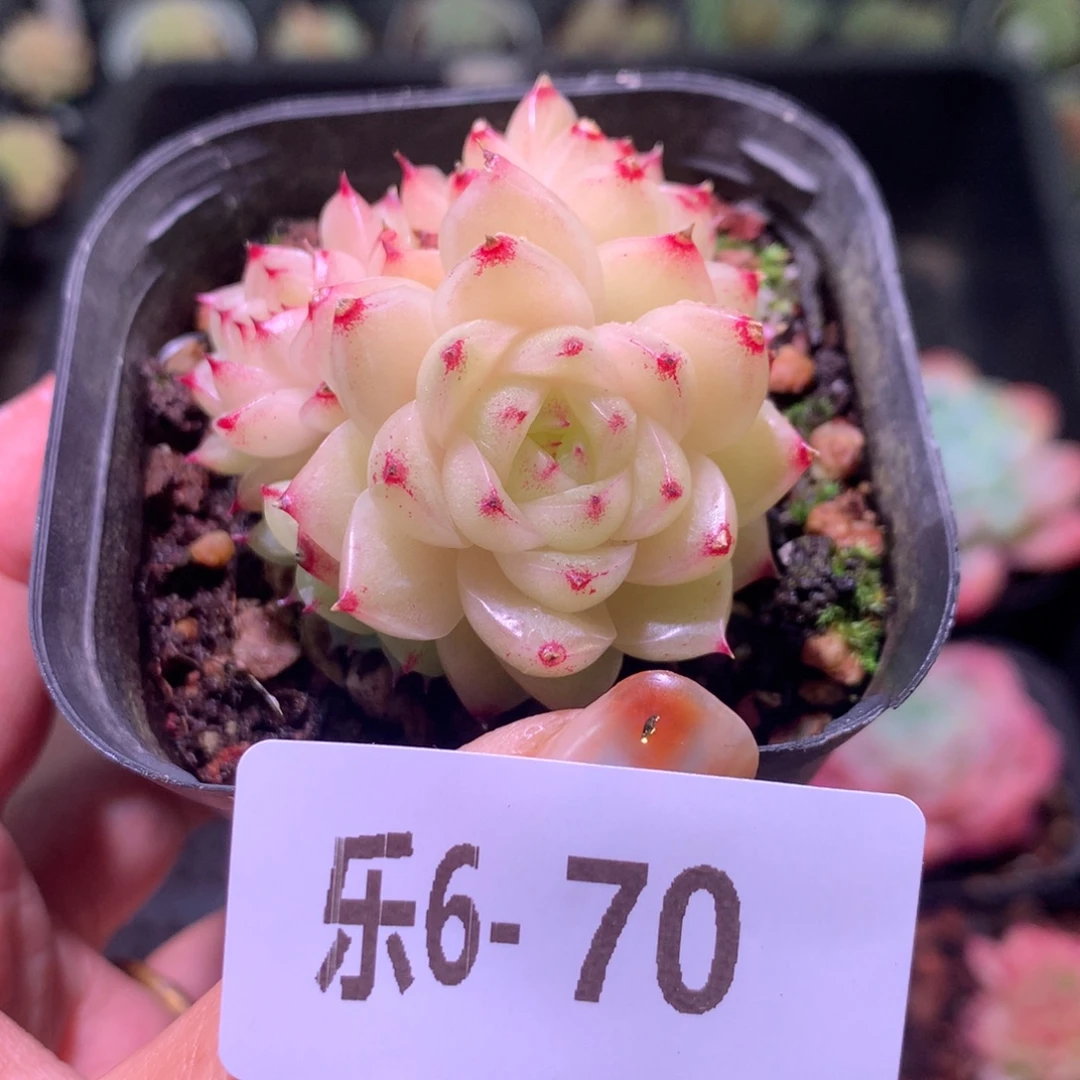 乐然 6-70 麦秆群