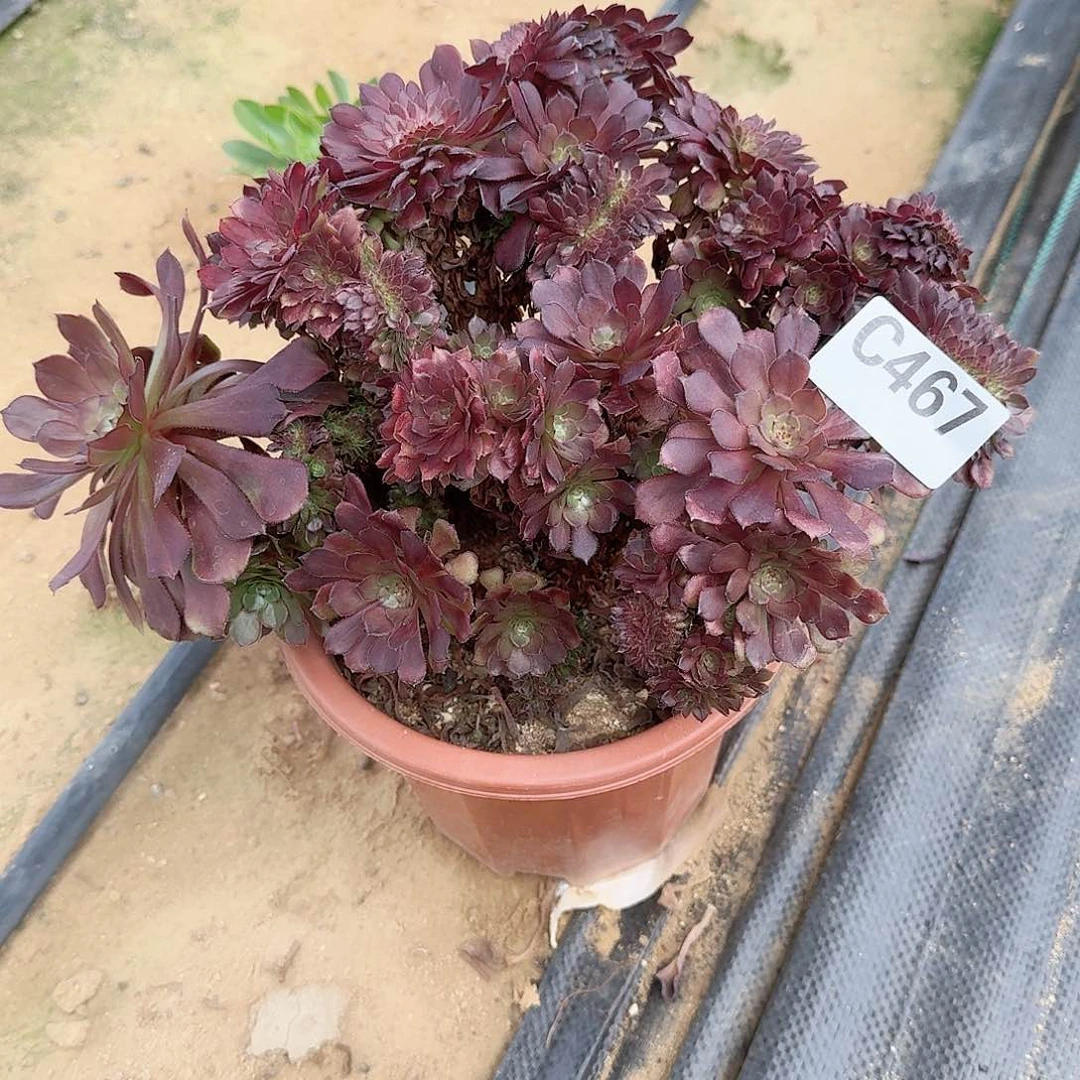 467铜壶朵朵一颗