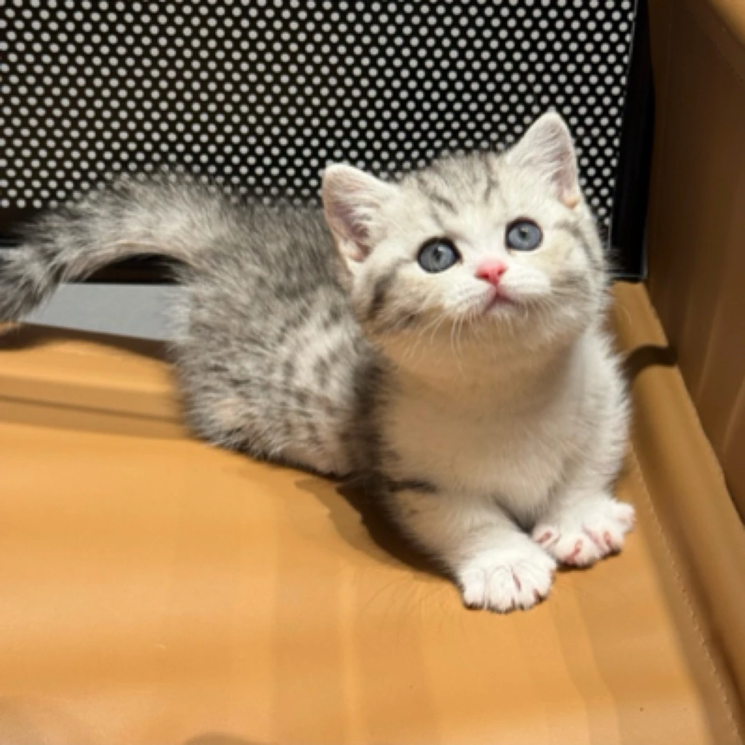 银白矮脚妹妹 满背五粉（全款咨询主播）