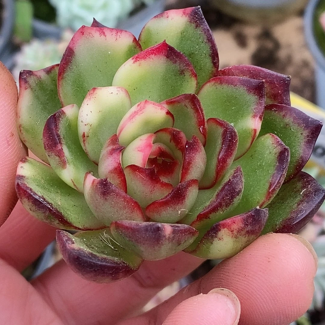 620安娜哈哈哈哈哈哈哈