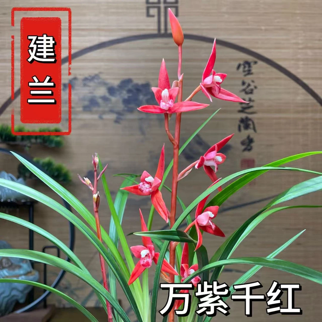 万紫千红带花苞  建兰老品种 转色花 好养浓香花期久 新手推荐