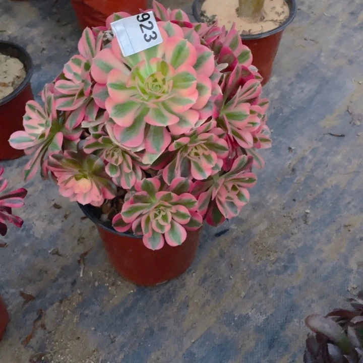 多肉粉女巫阴阳法师923