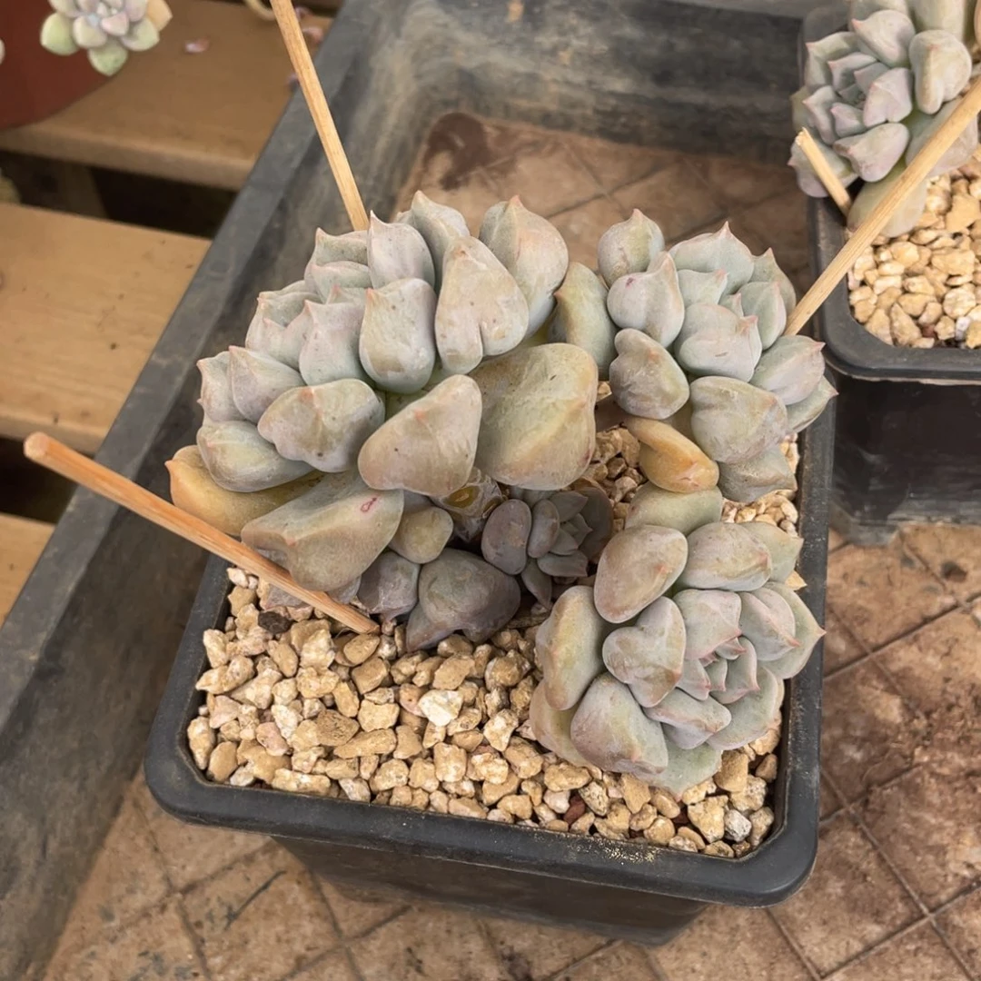 超奶冠幅11 公分一物一拍