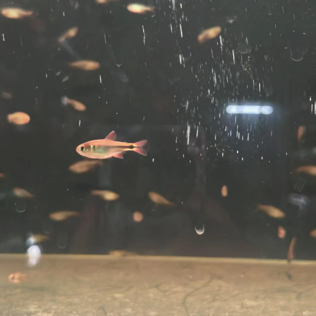 西西小鱼 炙焰河虎鱼 灯科鱼小型小鱼观赏鱼饲养混养活体水族热带