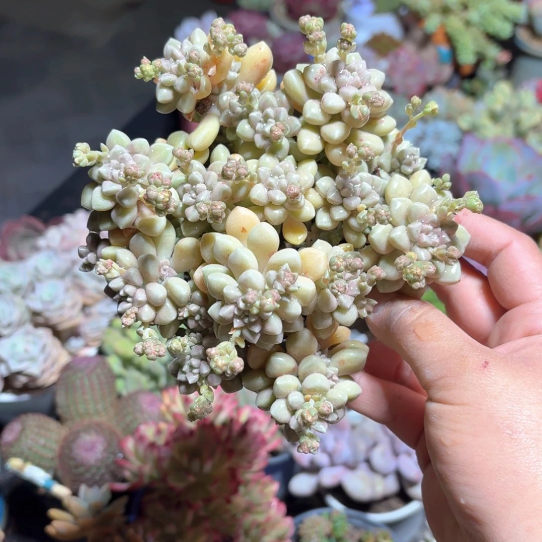 丸叶姬秋丽多肉整群11㎝盆特价