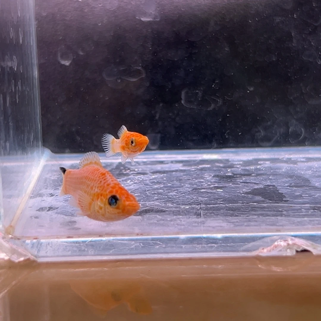 孔雀鱼黄金柠檬崽子两条