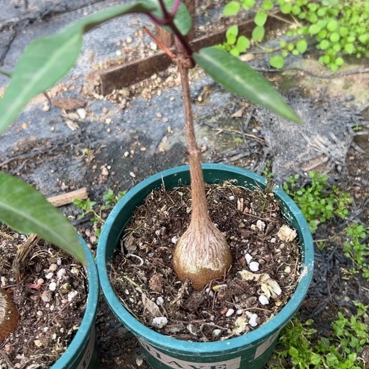 紫背萝藦，一物一拍