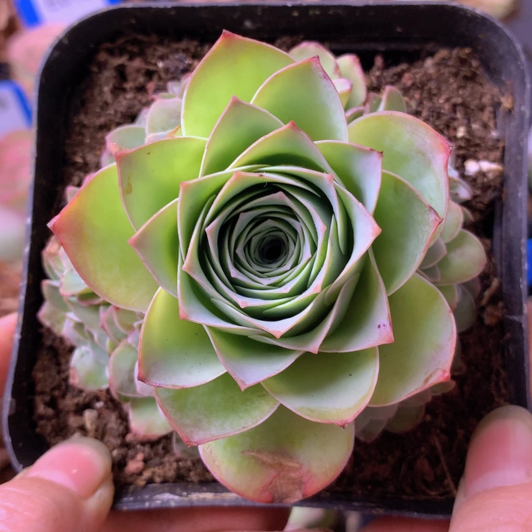 一物一拍星辰紫芙270