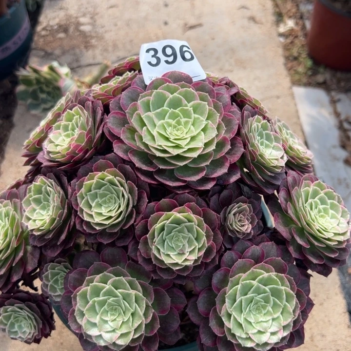 396莲花20厘米左右