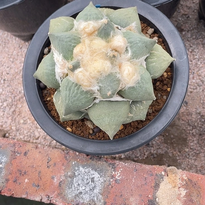 自根蛋尤微瑕疵特价