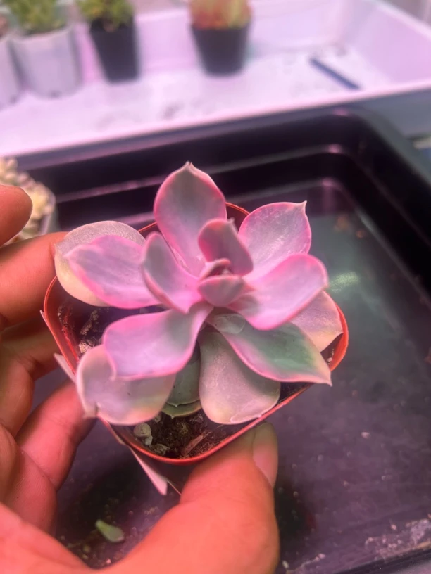 彩虹精品多肉植物（店铺满12.8包邮）