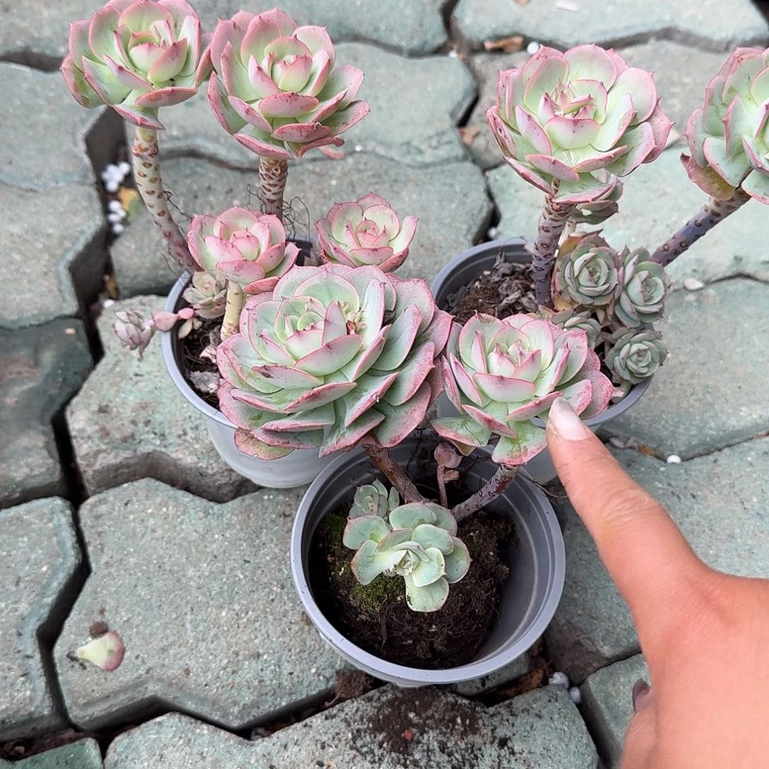 克罗地亚玫瑰多肉植物