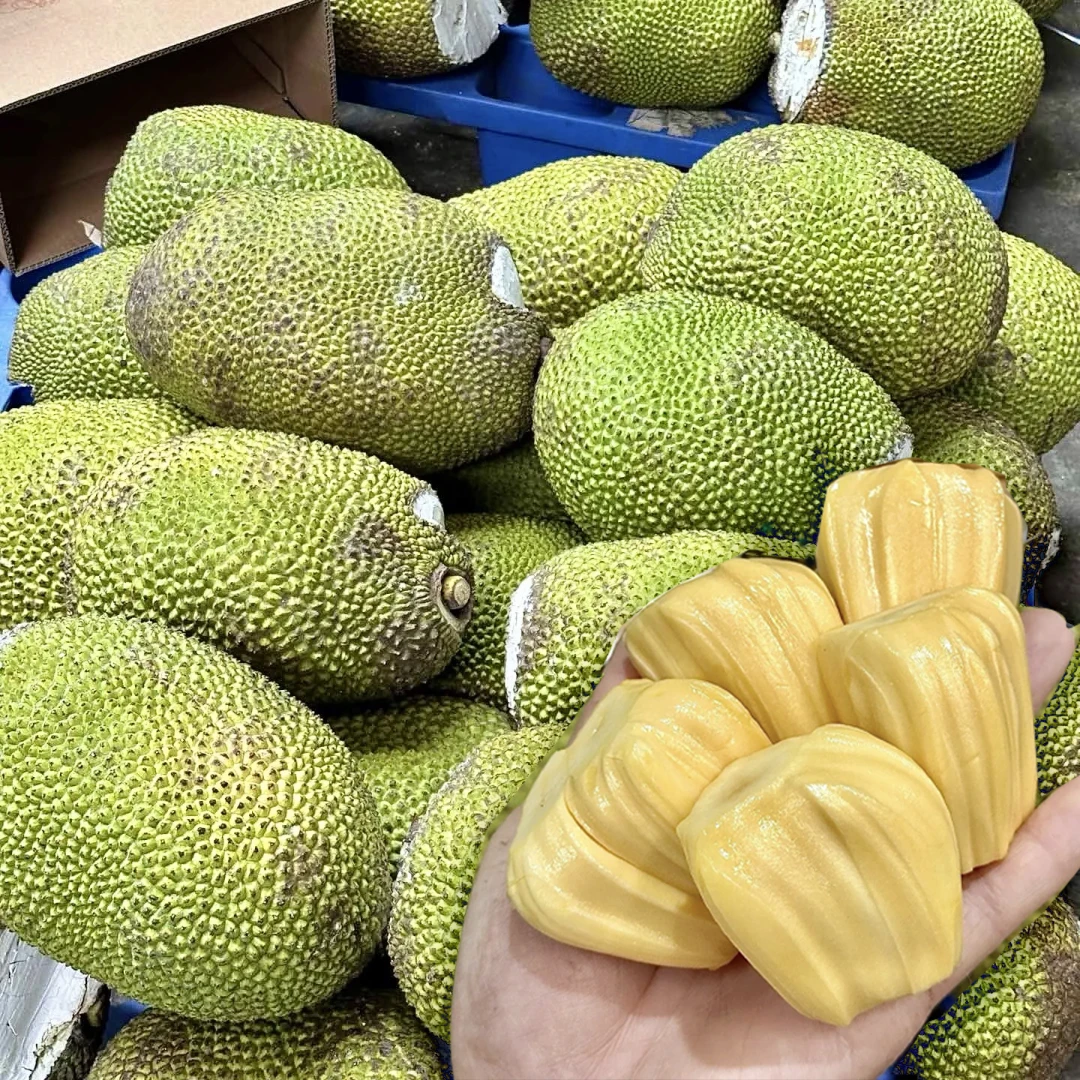 越南进口（黄肉）菠萝蜜水果当季新鲜香甜好吃需判断熟度黄肉菠萝蜜越南社会主义共和国