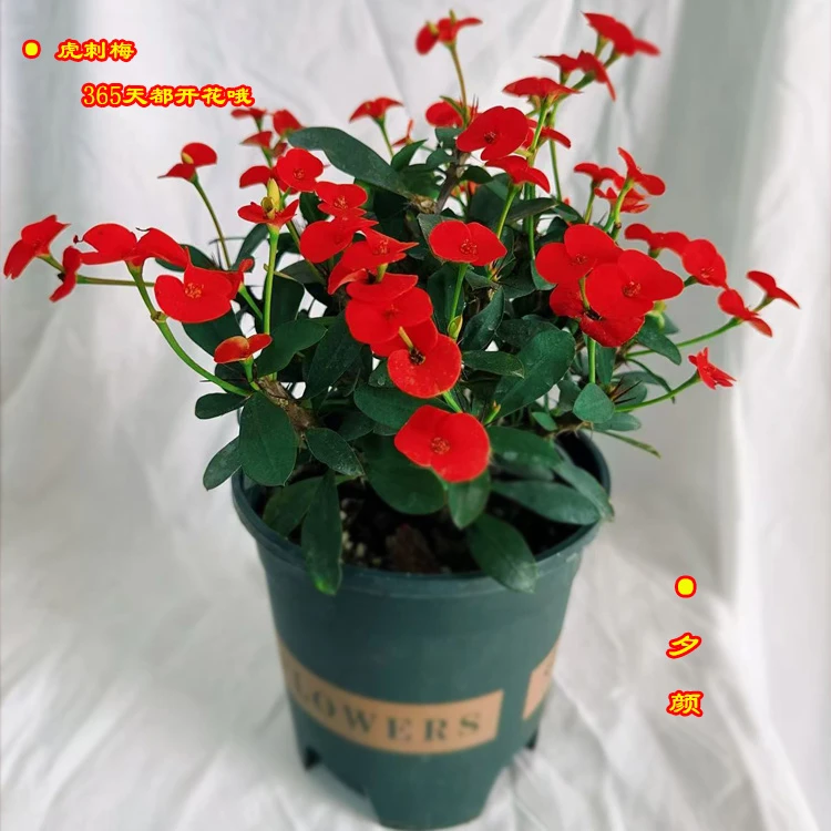 虎刺梅铁海棠阳台植物365天开花