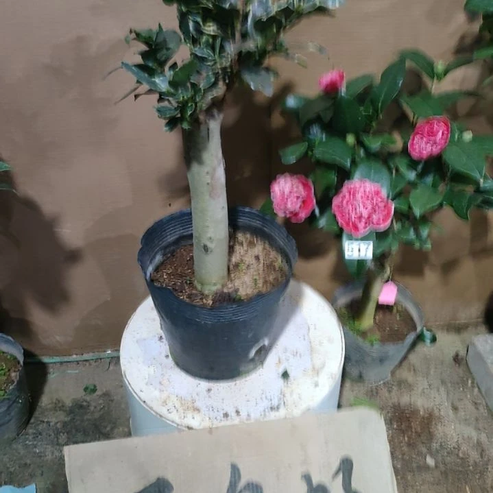 530锦叶可娜，原盆原土发货，不包邮