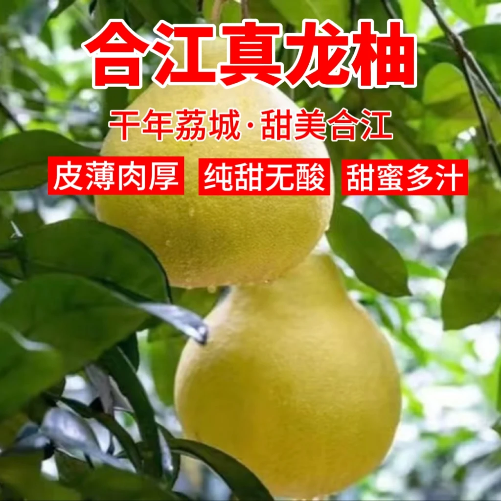 正宗合江真龙柚2个装全国包邮当季新鲜水果柚子文旦