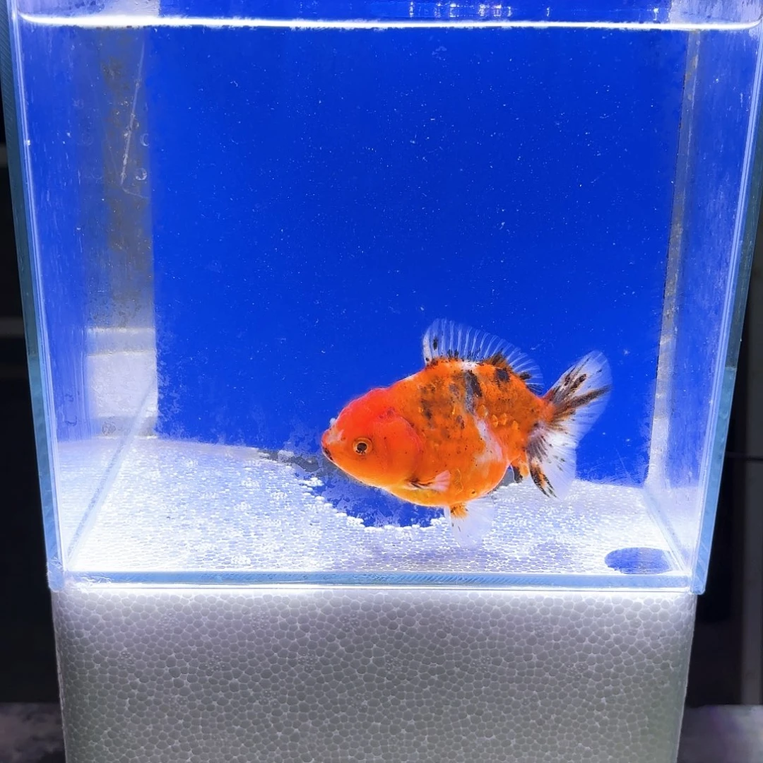 金鱼泰狮金鱼竞拍