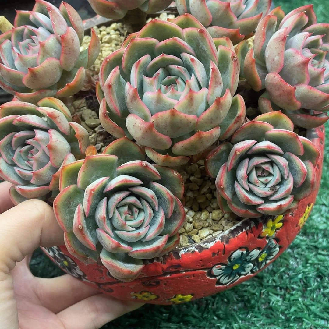 209一物一拍一拍一拍