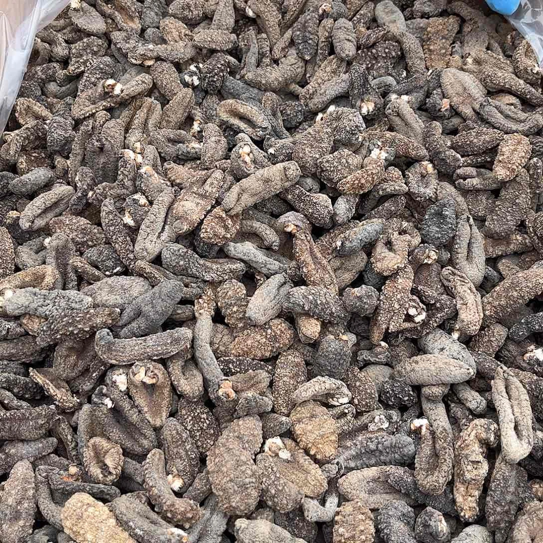 中国大陆马岛靴参干货500克