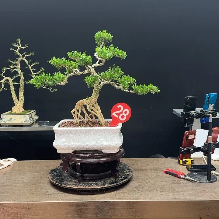 太***花无花朵广东皱皮雀舌黄杨